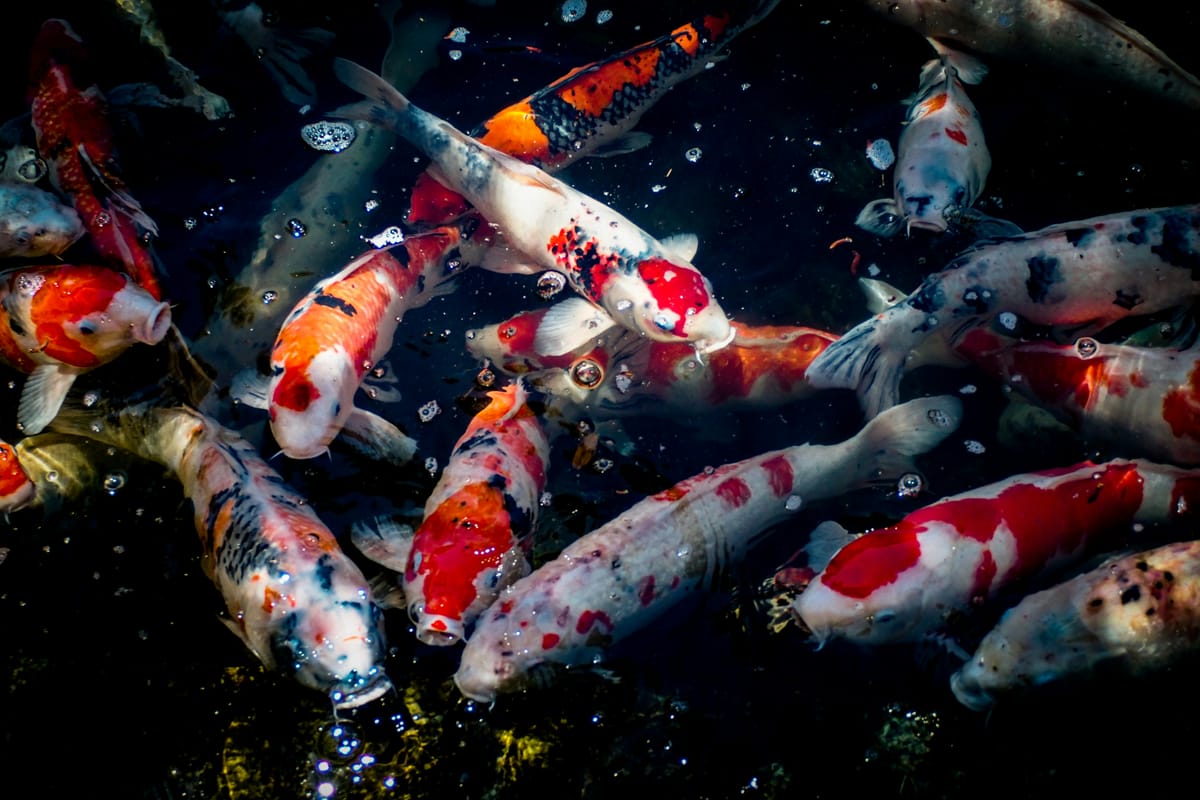 Koi in Japan: A Symbol of Beauty, Culture, and Resilience